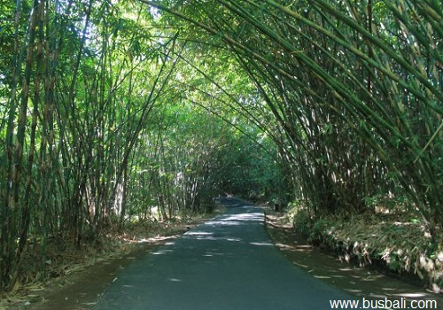 hutan-bambo-penglipuran